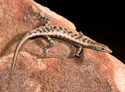 blotched snake-eyed skink (Cryptoblepharus megastictus)