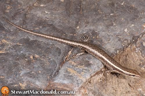 Mertens' snake-eyed skink (Cryptoblepharus mertensi)