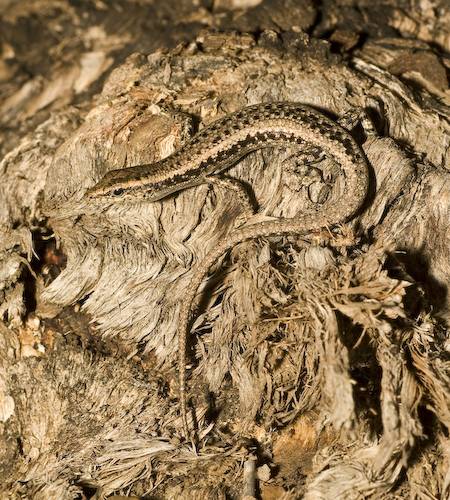metallic snake-eyed skink (Cryptoblepharus metallicus)