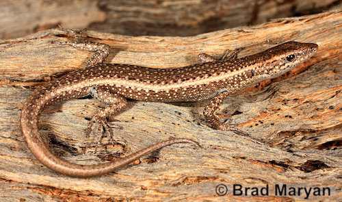 pale snake-eyed skink (Cryptoblepharus ochrus)