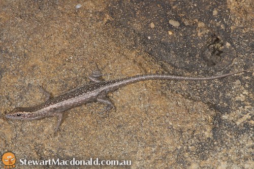 ragged snake-eyed skink (Cryptoblepharus pannosus)