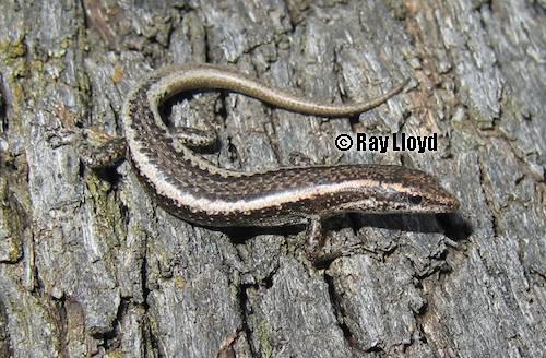Péron's snake-eyed skink (Cryptoblepharus plagiocephalus)