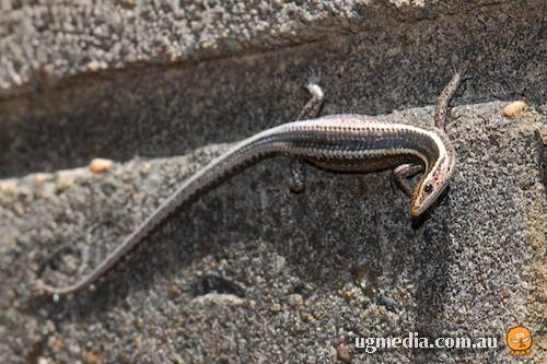 elegant snake-eyed skink (Cryptoblepharus pulcher)