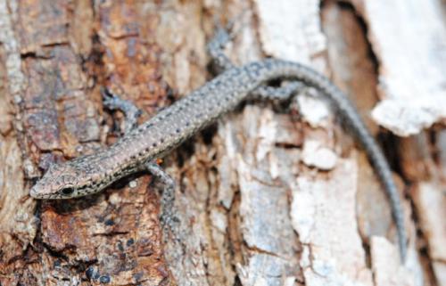 tawny snake-eyed skink (Cryptoblepharus ruber)