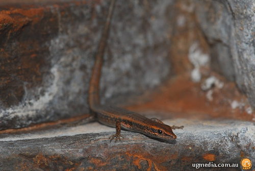 russet snake-eyed skink (Cryptoblepharus ustulatus)