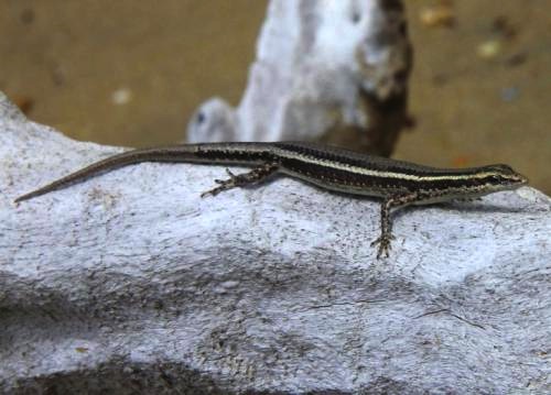 wall skink (Cryptoblepharus virgatus)