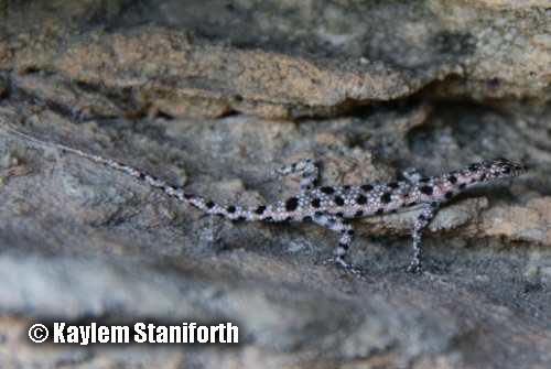 spangled snake-eyed skink (Cryptoblepharus wulbu)