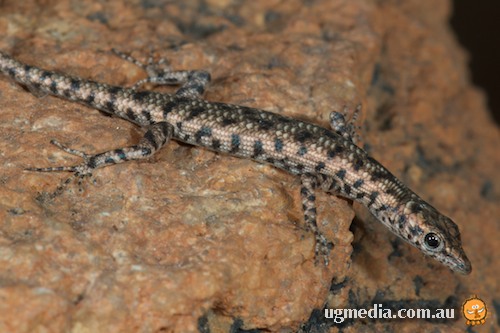 agile snake-eyed skink (Cryptoblepharus zoticus)