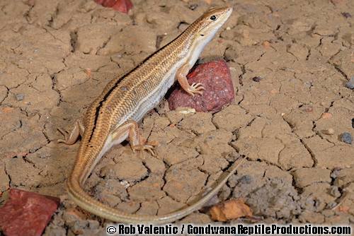 field ctenotus (Ctenotus agrestis)