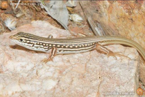 lively ctenotus (Ctenotus alacer)