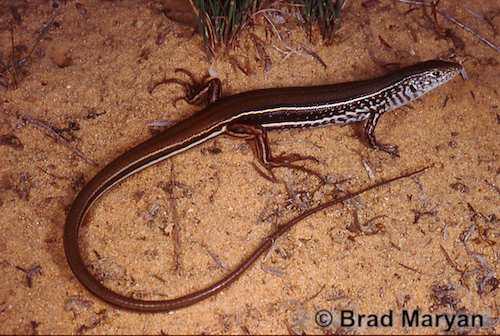 Ajana ctenotus (Ctenotus alleni)