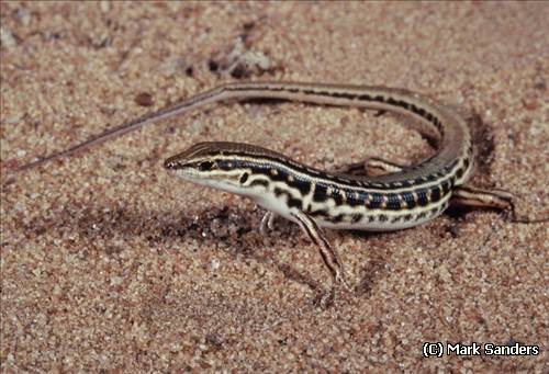 brown-blazed wedgesnout ctenotus (Ctenotus allotropis)