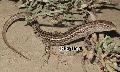 Airlie Island ctenotus (Ctenotus angusticeps)