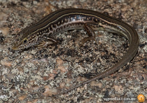 arcane ctenotus (Ctenotus arcanus)