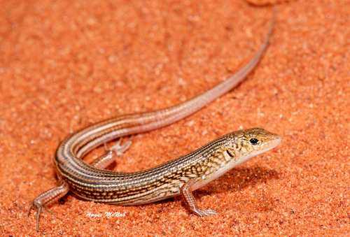 Ariadna's ctenotus (Ctenotus ariadnae)
