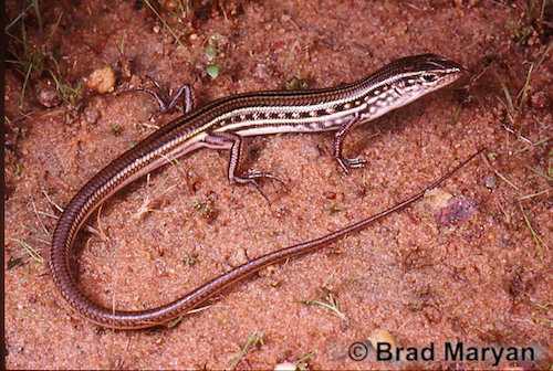 Jabiluka ctenotus (Ctenotus arnhemensis)