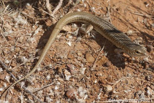 stony downs ctenotus (Ctenotus astarte)
