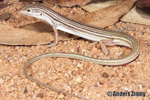 unspotted ctenotus (Ctenotus astictus)