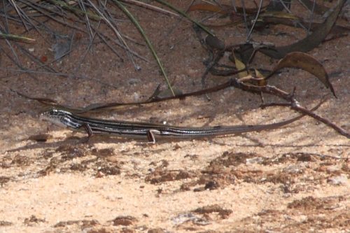 southern mallee ctenotus (Ctenotus atlas)