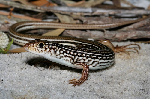 western limestone ctenotus (Ctenotus australis)