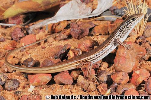 white-faced ctenotus (Ctenotus borealis)