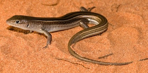 short-clawed ctenotus (Ctenotus brachyonyx)