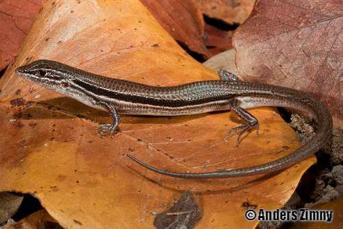 short-footed ctenotus (Ctenotus brevipes)