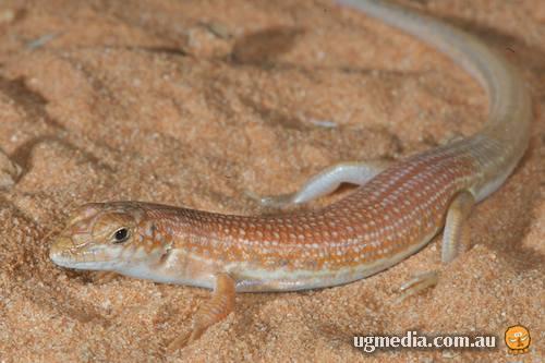 Brooks' ctenotus (Ctenotus brooksi)