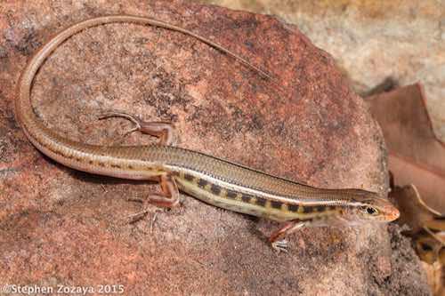 plain-backed Kimberley ctenotus (Ctenotus burbidgei)