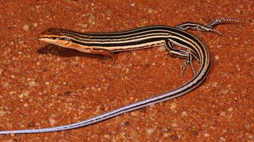 blue-tailed finesnout ctenotus (Ctenotus calurus)