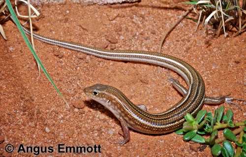 Capricorn ctenotus (Ctenotus capricorni)