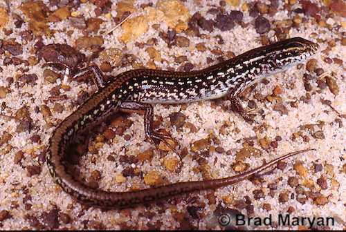 chain-striped south-west ctenotus (Ctenotus catenifer)