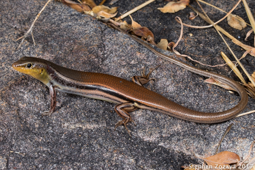 brown-backed ctenotus (Ctenotus coggeri)