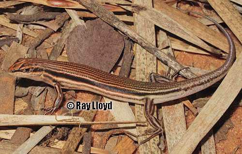 buff-tailed finesnout ctenotus (Ctenotus colletti)