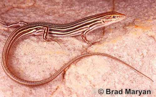 ten-lined ctenotus (Ctenotus decaneurus)