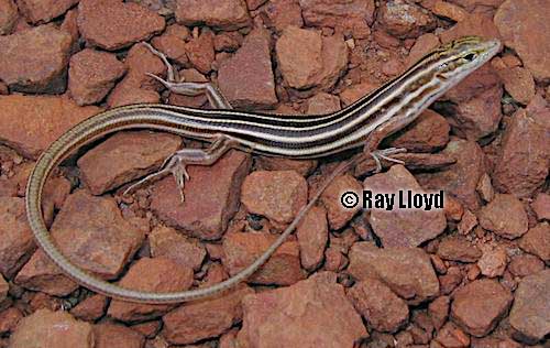 Eastern Pilbara lined ctenotus (Ctenotus duricola)