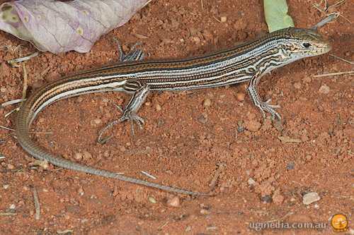 narrow-lined ctenotus (Ctenotus dux)