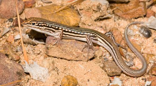 brown-tailed finesnout ctenotus (Ctenotus ehmanni)