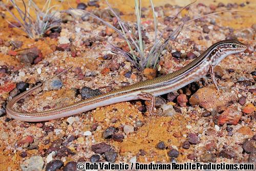 Essingtonian ctenotus (Ctenotus essingtonii)