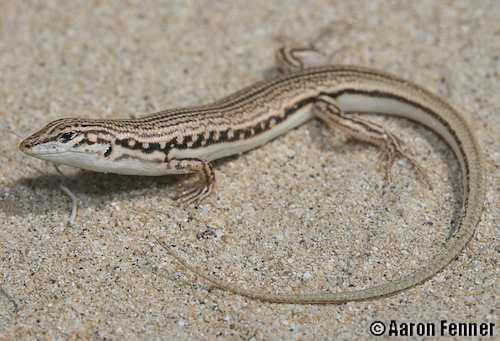 Eucla ctenotus (Ctenotus euclae)