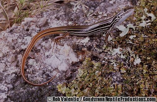brown-backed yellow-lined ctenotus (Ctenotus eurydice)