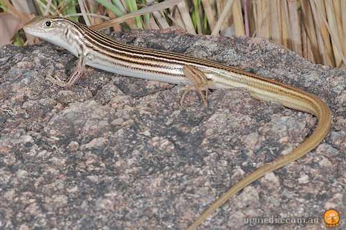 black-backed yellow-lined ctenotus (Ctenotus eutaenius)