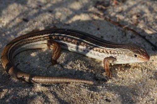 west-coast laterite ctenotus (Ctenotus fallens)