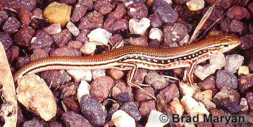 Magela ctenotus (Ctenotus gagudju)