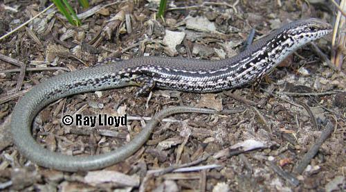 jewelled south-west ctenotus (Ctenotus gemmula)