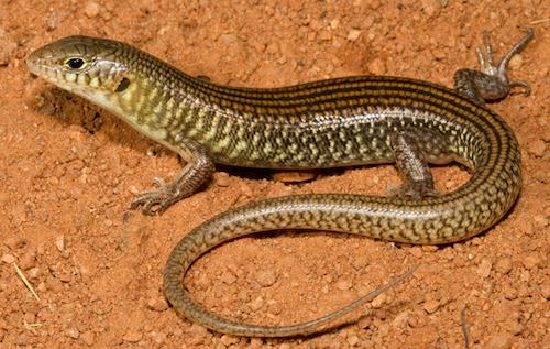 grand ctenotus (Ctenotus grandis)