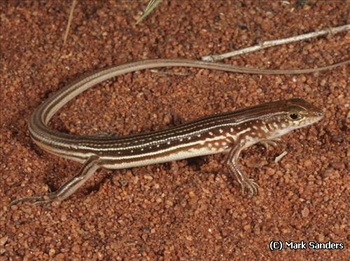 spotted-necked ctenotus (Ctenotus greeri)