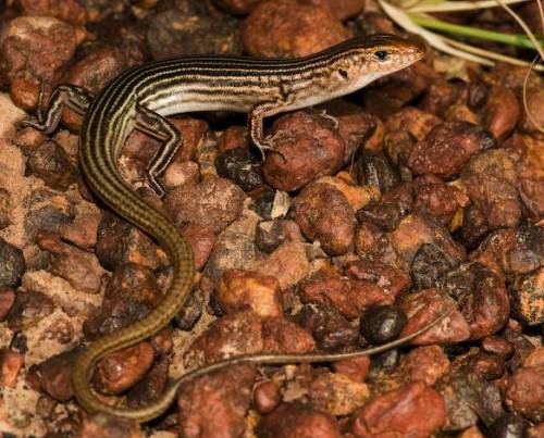 chained ctenotus (Ctenotus halysis)