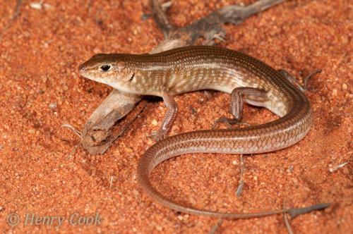nimble ctenotus (Ctenotus hanloni)
