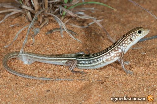 stout ctenotus (Ctenotus hebetior)